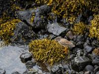 Rotschenkel sucht im Uferbereich nach Futter